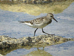 White-rumped Sandpiper