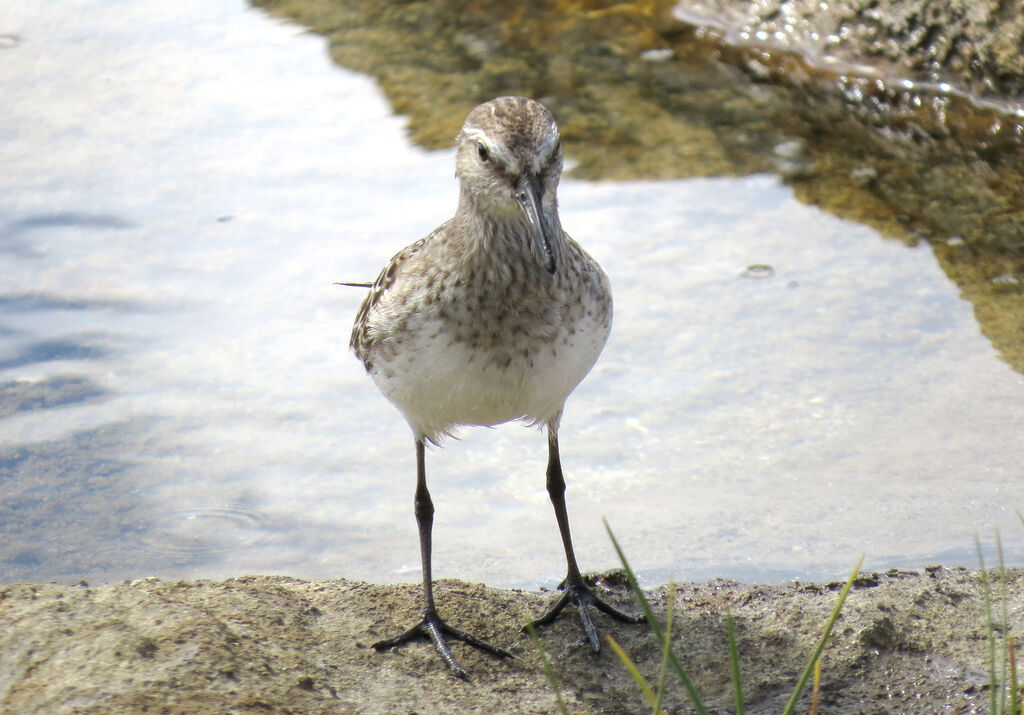 White-rumped Sandpiper