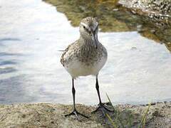 White-rumped Sandpiper