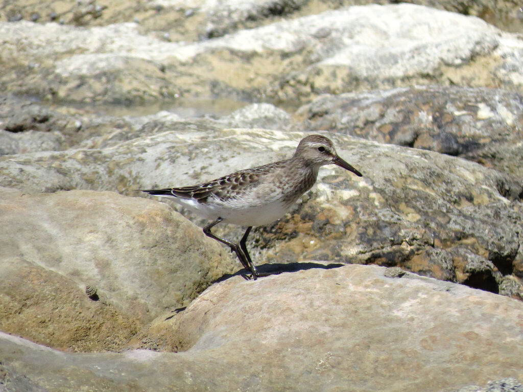 White-rumped Sandpiper