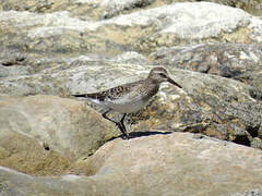 White-rumped Sandpiper