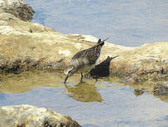 White-rumped Sandpiper