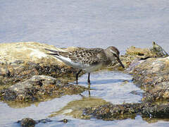 White-rumped Sandpiper