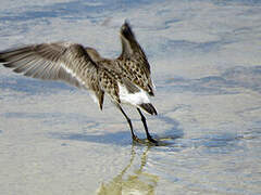 White-rumped Sandpiper