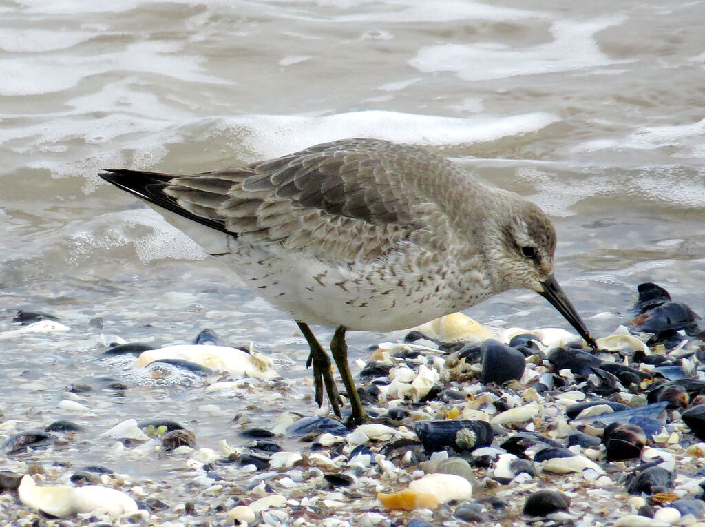 Bécasseau maubèche