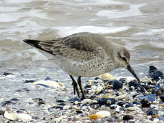 Red Knot