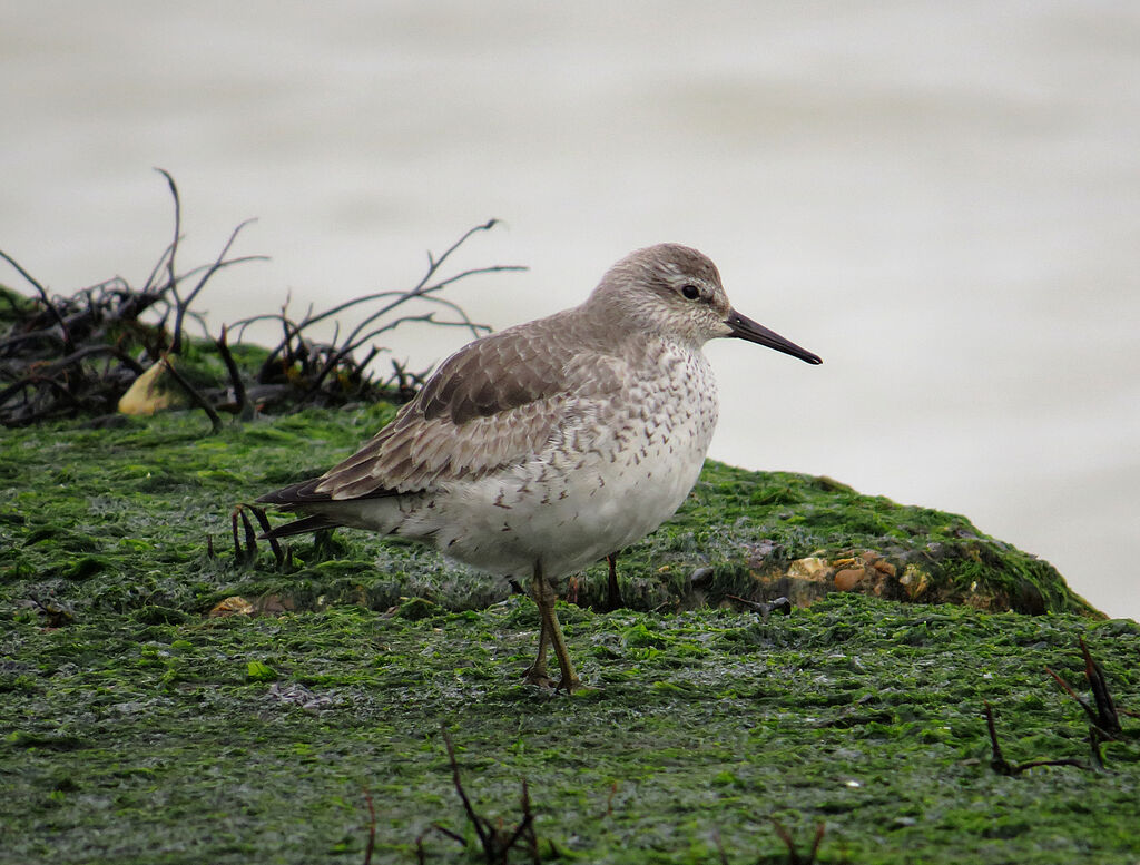 Red Knot