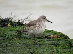 Red Knot