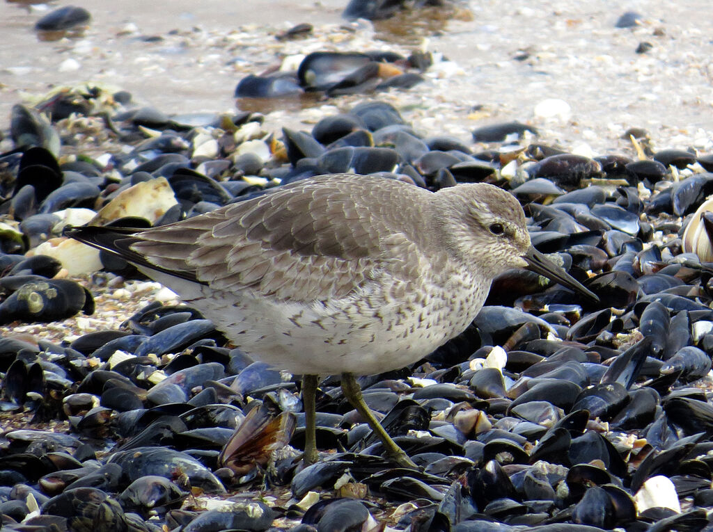 Red Knot