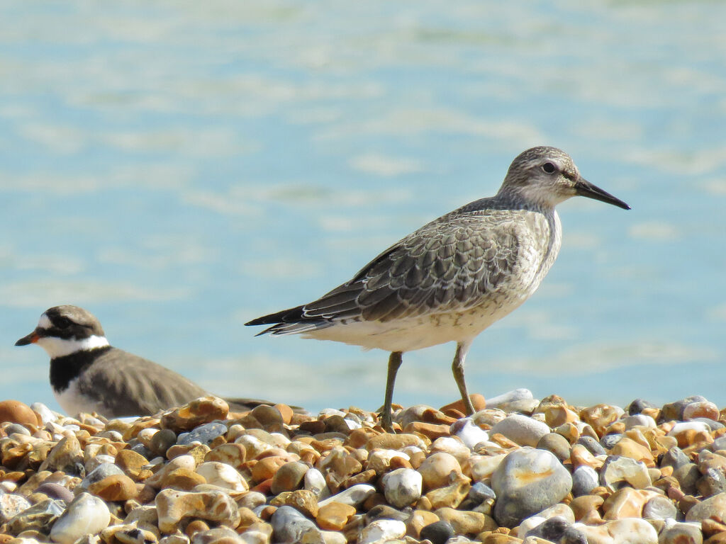 Red Knot