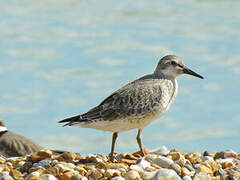 Red Knot