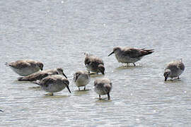 Red Knot