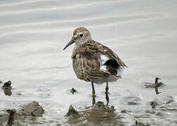 Least Sandpiper