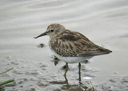 Least Sandpiper