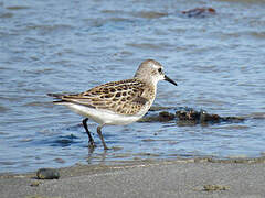 Little Stint