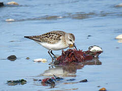 Little Stint