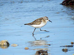 Little Stint