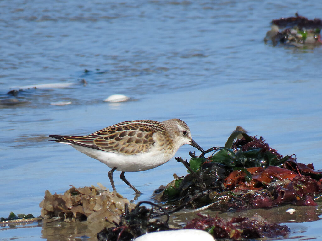 Little Stint