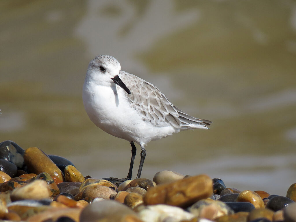 Sanderling