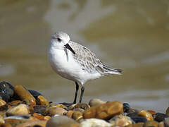 Sanderling