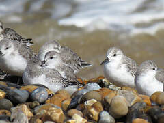 Bécasseau sanderling