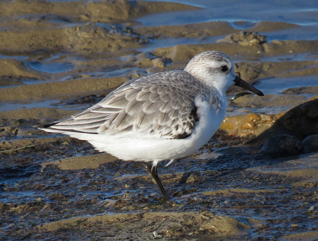 Sanderling