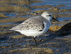 Bécasseau sanderling