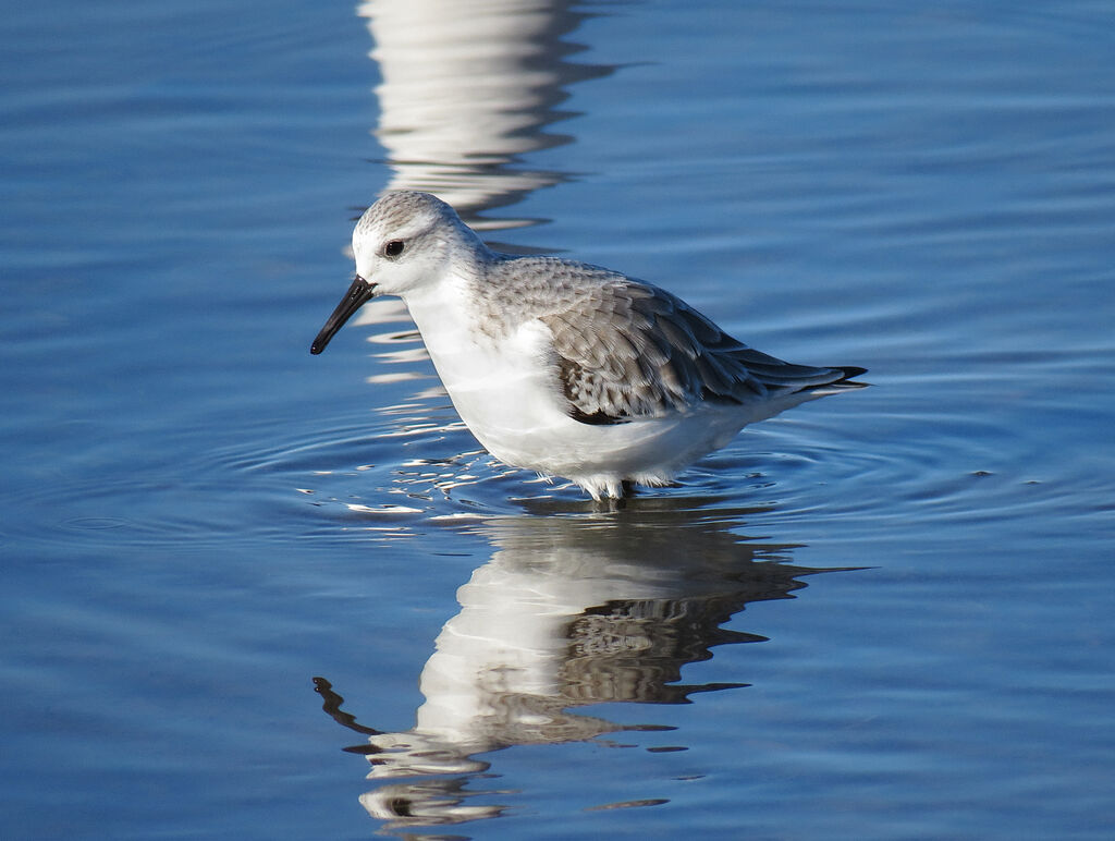 Sanderling