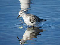 Bécasseau sanderling