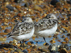 Bécasseau sanderling