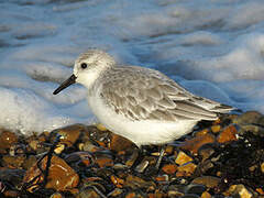 Sanderling