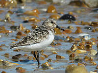 Bécasseau sanderling