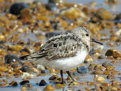 Sanderling