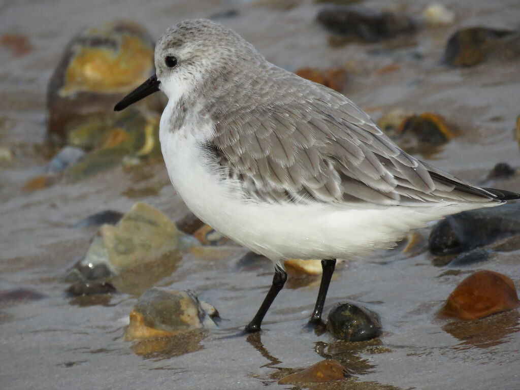 Sanderling