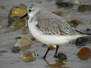 Bécasseau sanderling