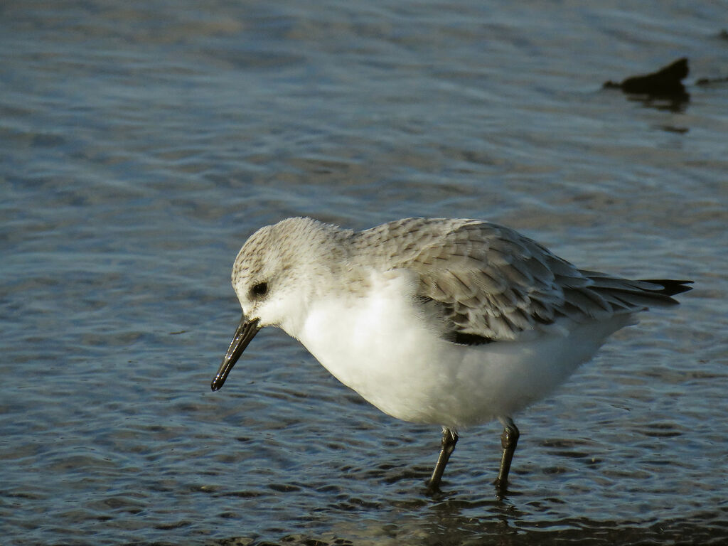 Bécasseau sanderling