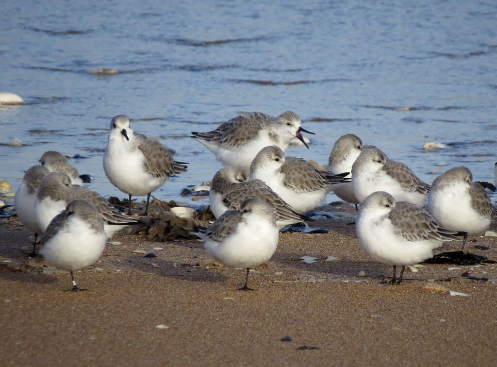 Bécasseau sanderling