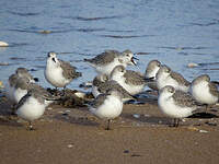 Bécasseau sanderling