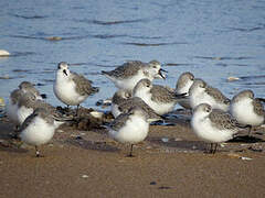 Sanderling