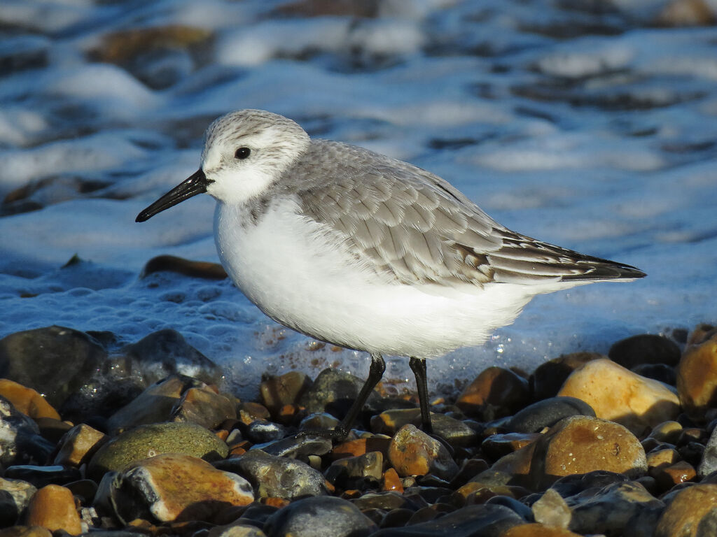 Sanderling