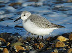 Bécasseau sanderling