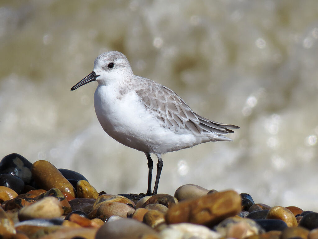 Bécasseau sanderling