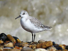 Sanderling