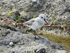 Semipalmated Sandpiper