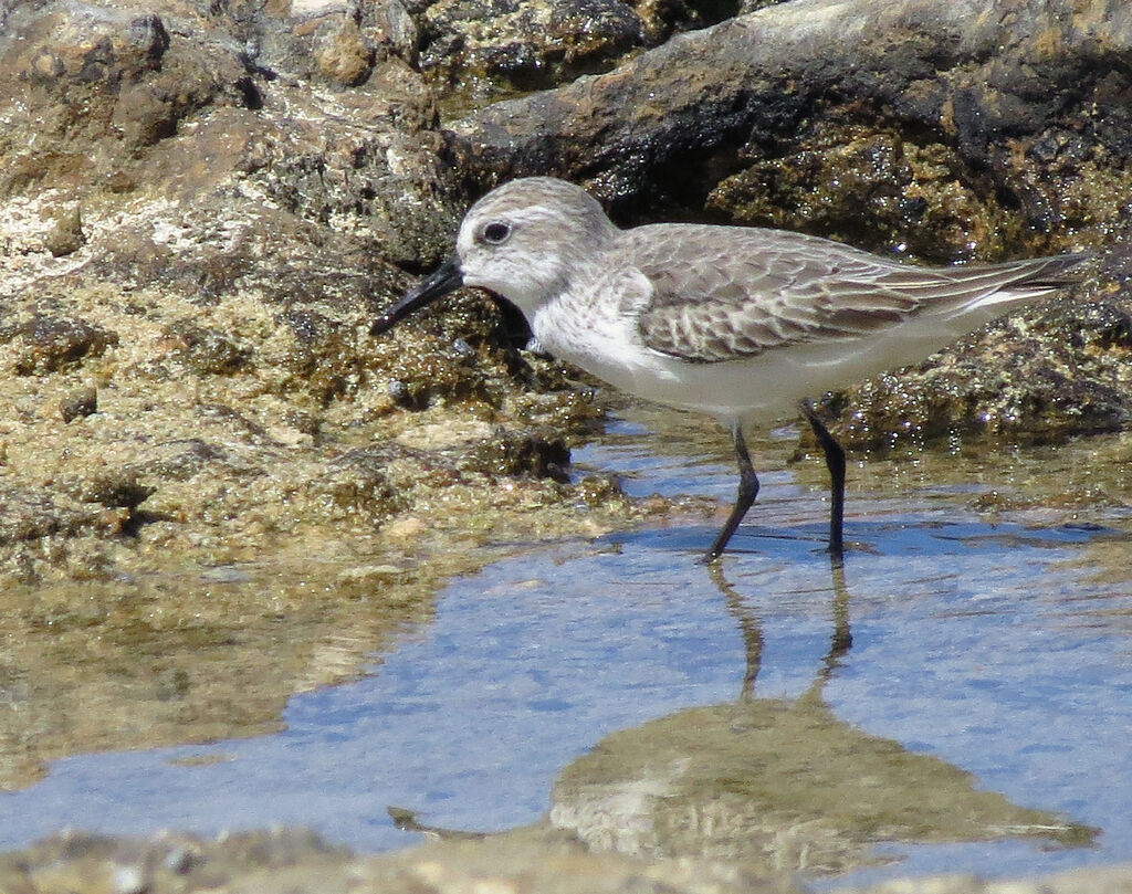 Bécasseau semipalmé