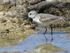 Semipalmated Sandpiper