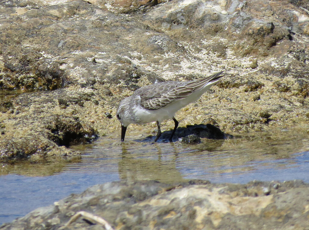 Semipalmated Sandpiper