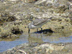 Semipalmated Sandpiper