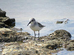 Semipalmated Sandpiper