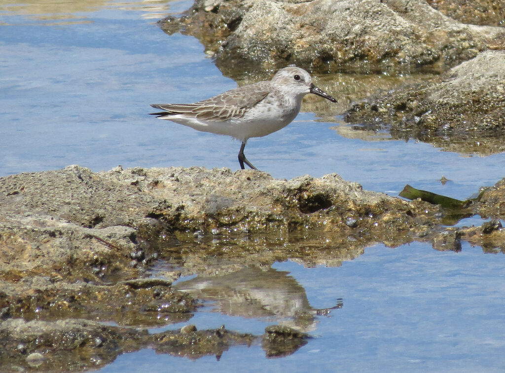 Semipalmated Sandpiper